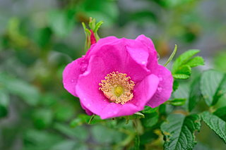 北海道にハマナスの花が咲くころになりました