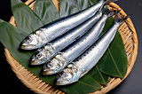 マイワシの旬、到来！当り前に食べている食材を深堀しませんか？