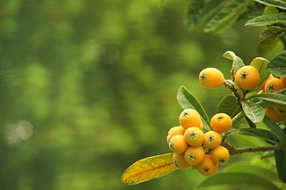 今が旬！枇杷（びわ）の名前の由来は？