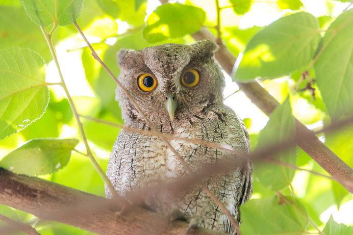 人気のフクロウカフェでフクロウも身近に