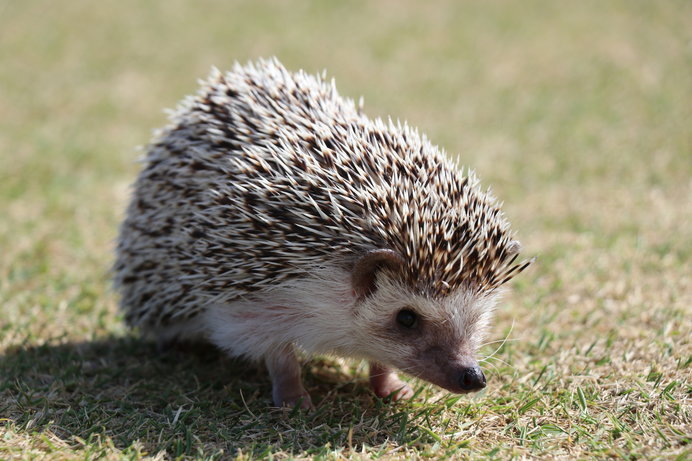 なかなか触れられないハリネズミも