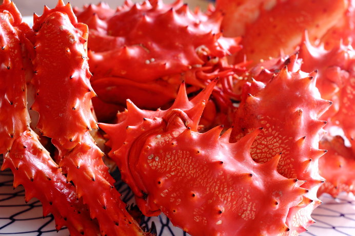 花のように真っ赤なカニ。殻と脚のトゲトゲが特徴