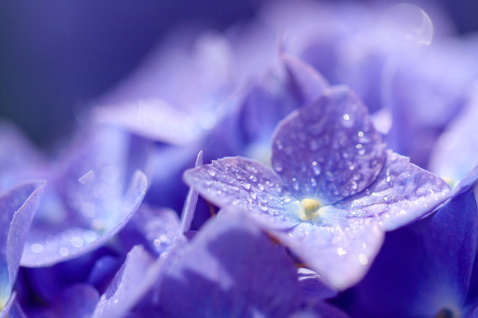 入梅そして 傘の日 梅雨といえばあの花 の意外なシンデレラストーリー Tenki Jpサプリ 19年06月11日 日本気象協会 Tenki Jp