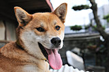 〈室外犬の熱中症対策6つ〉残暑も油断大敵です！
