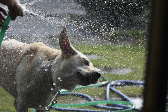 室外犬の熱中症対策6つ 残暑も油断大敵です 季節 暮らしの話題 19年08月22日 日本気象協会 Tenki Jp