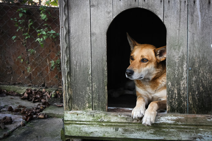 犬小屋に日陰をつくってあげましょう！