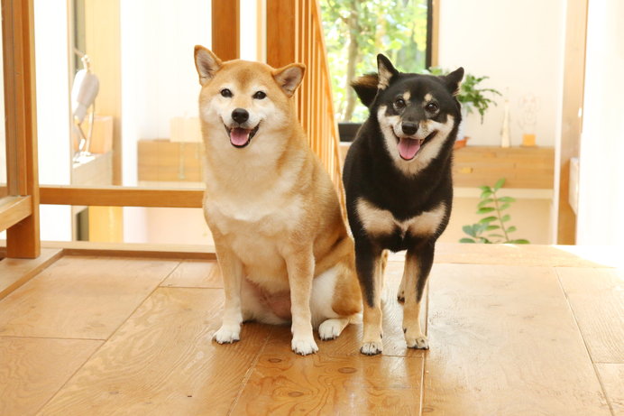 暑さが厳しい時期は、室内に入れてあげましょう！