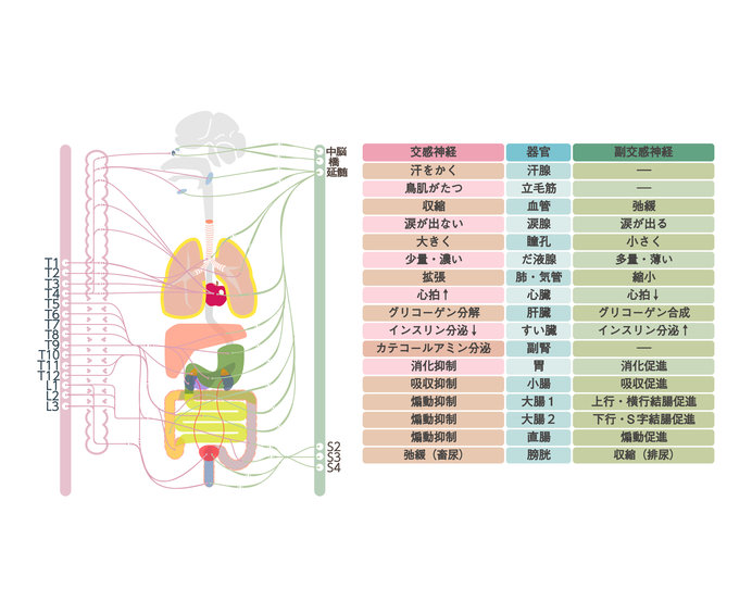 自律神経の機能の低下が、夏バテを招く！