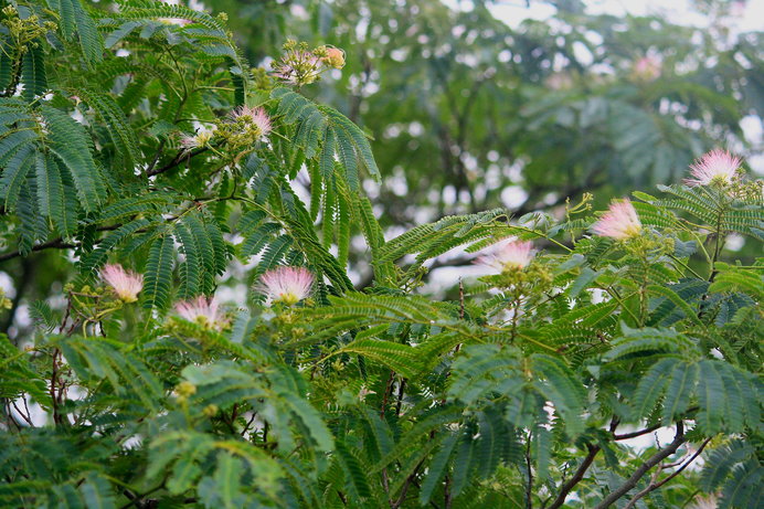 梅雨末期に花開く ネムノキの夢幻の境地 Tenki Jpサプリ 19年07月日 日本気象協会 Tenki Jp