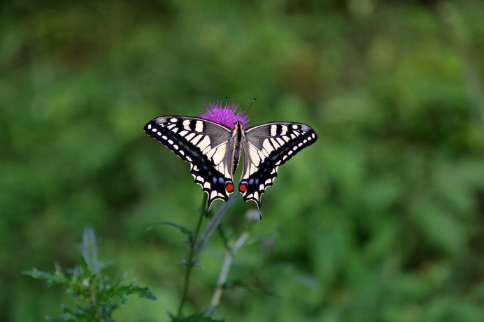日本の夏・昆虫の夏。アゲハチョウの美しい翅は、ミステリアスな歴史のつづれ織りだった