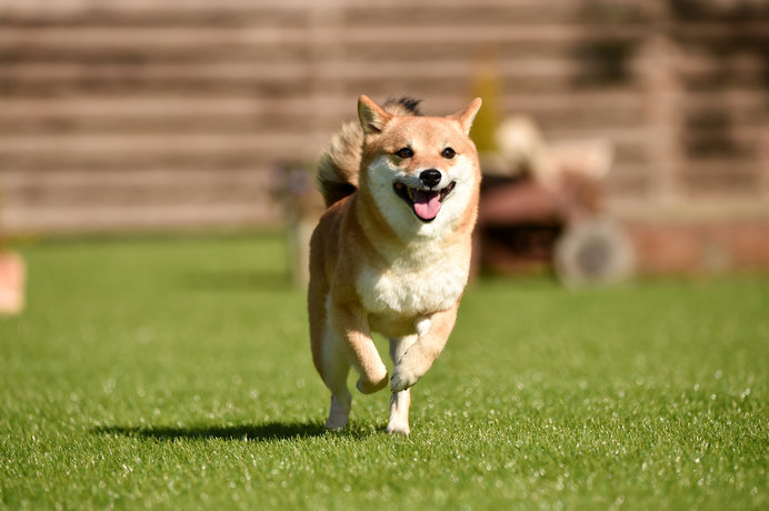 ドッグランがある公園や施設をご紹介！〈関東編〉