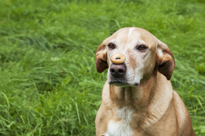 愛犬のしつけにおやつは効果的です