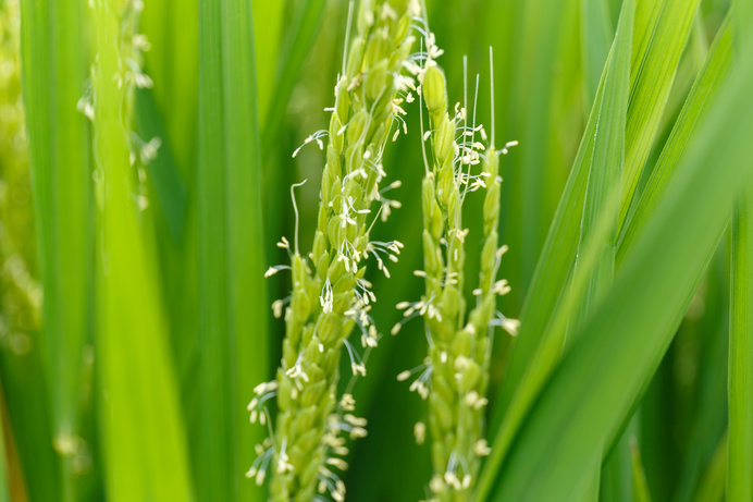 「花の命は短くて…」稲の花は咲いたらすぐに受粉