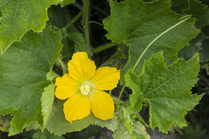 冬瓜の花