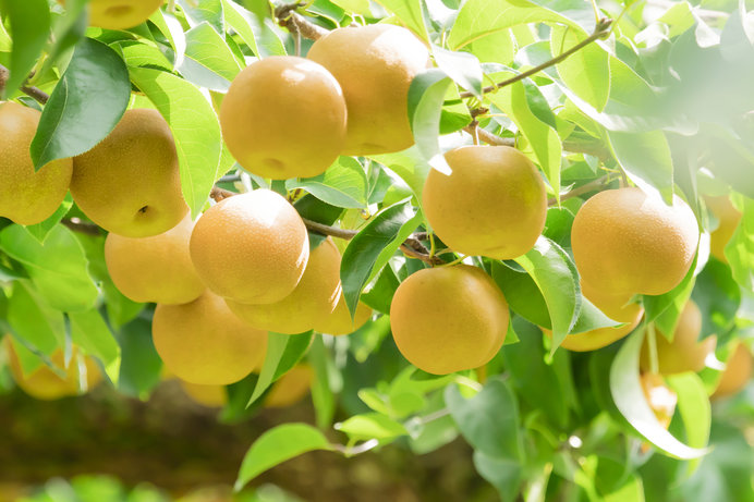梨の季節がやってきた！…あの品種はゴミ捨て場から生まれた？