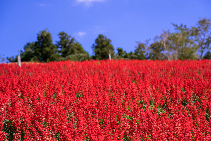約30万本のサルビアが一面に咲く景色は、マザー牧場の秋の風物詩