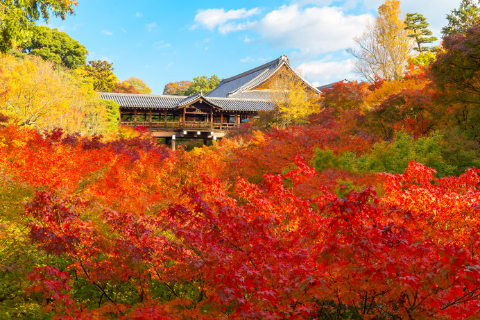 「東福寺」通天橋の紅葉