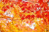 情報先取り！〈京都府郊外の紅葉名所4選〉