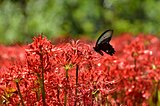 秋の彼岸に咲く赤い花！曼珠沙華（ヒガンバナ）の名所〜関東編〜