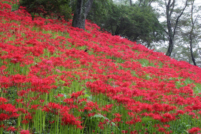 秋の彼岸に咲く赤い花！曼珠沙華（ヒガンバナ）の名所〜関東編〜(季節