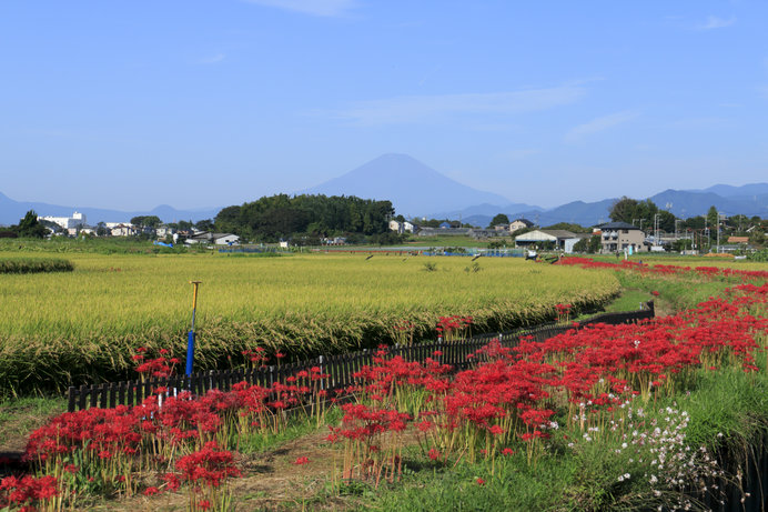 ※画像はイメージです