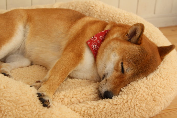 眠る愛犬の姿は、癒やされますよね♪