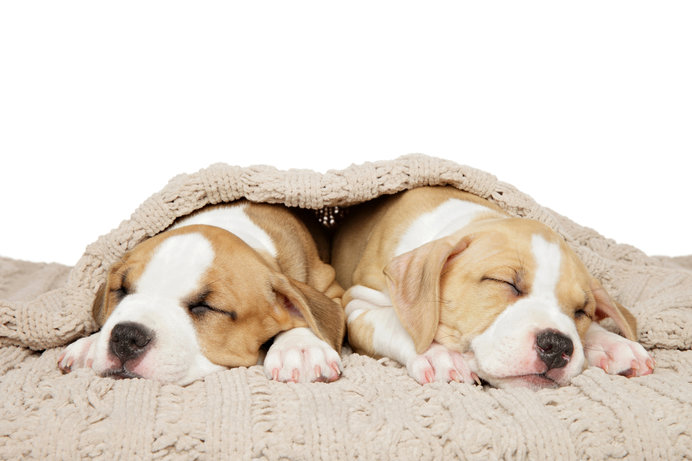室内犬の睡眠 快眠のための4つのポイント Tenki Jpサプリ 19年10月19日 日本気象協会 Tenki Jp