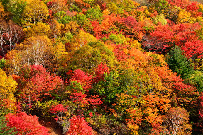 10月から見ごろ!!一足早い紅葉を楽しむなら北へ。「東北の紅葉」絶景4選