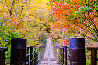 北関東の紅葉を見に行こう♪吊り橋の空中散歩も楽しい紅葉名所４選