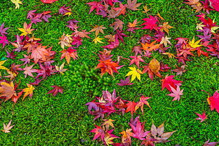 絶景紅葉スポットで秋を満喫♪～関西編～