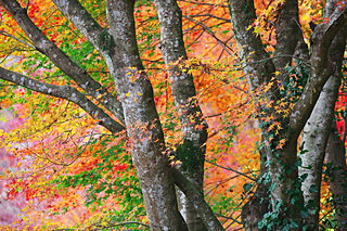 南関東の紅葉を見に行こう♪千葉・神奈川・埼玉の紅葉名所４選