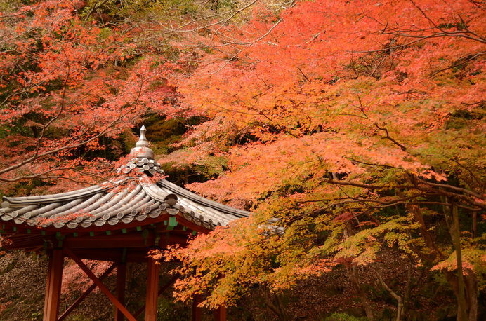 真っ赤に染まった「紅葉谷公園」