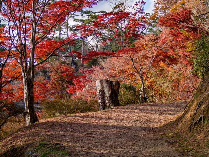 遊歩道を歩きながらゆっくり散策してみては！