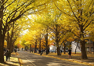 国立大学なのに観光名所!?北大のイチョウ並木が金色に輝く!!