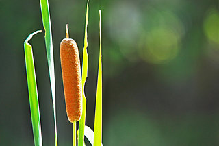 水辺にすっくりと立つ「うまそうな棒」。ユニークすぎる水沢植物、ガマの穂が成熟期です