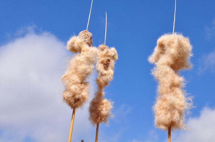 水辺にすっくりと立つ うまそうな棒 ユニークすぎる水沢植物 ガマの穂が成熟期です Tenki Jp Goo ニュース