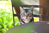 春の日差しには猫が似合う。猫の座り方、呼び名いろいろ