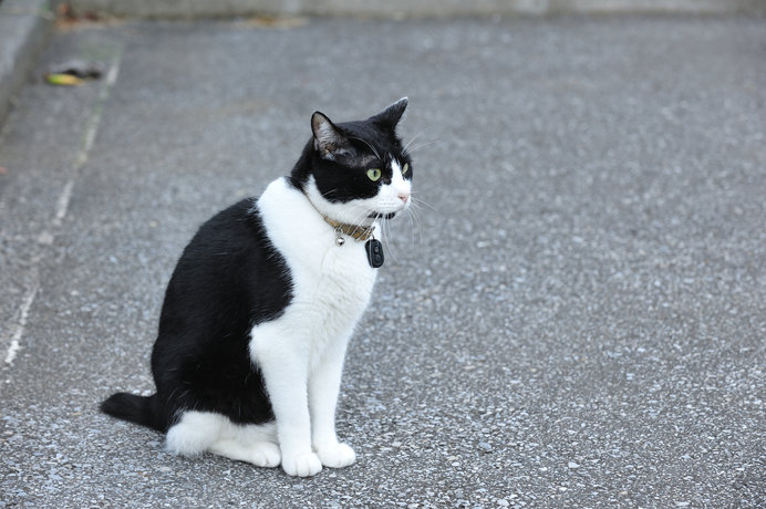 春の日差しには猫が似合う 猫の座り方 呼び名いろいろ 季節 暮らしの話題 年02月26日 日本気象協会 Tenki Jp