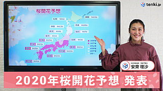 【動画で解説】暖冬は桜の開花にどう影響する？　日本気象協会から「2020年 桜開花予想」発表！