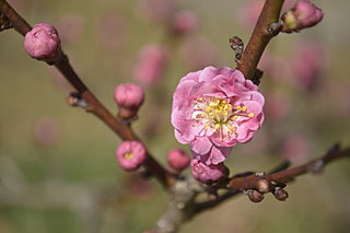 如月の花、梅。「探梅」「賞梅」「送梅」と令和の梅見を楽しもう！