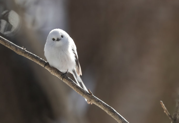 北海道の雪の妖精「シマエナガ」がかわいすぎる!!