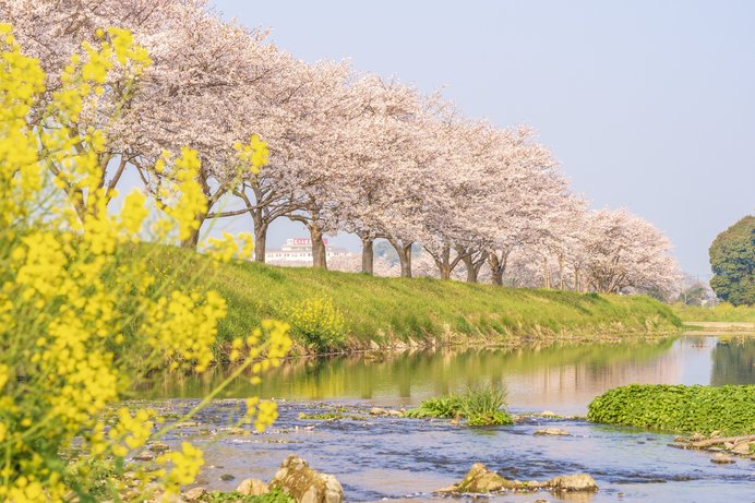 2020年の桜に逢いたい♪ 九州のさくら名所3選