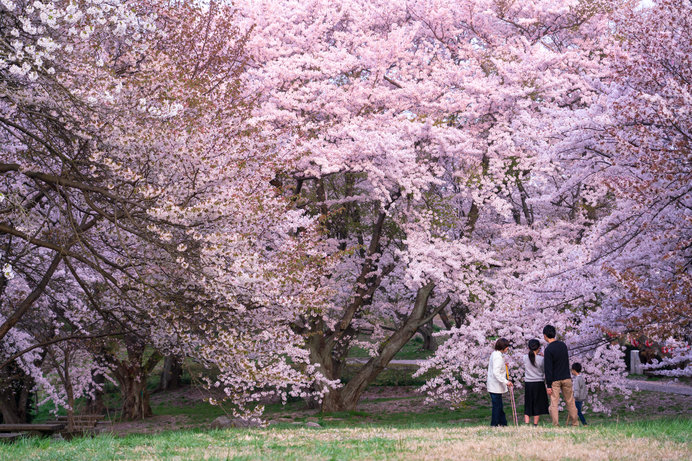 2020年の桜に逢いたい♪ 四国のさくら名所４選