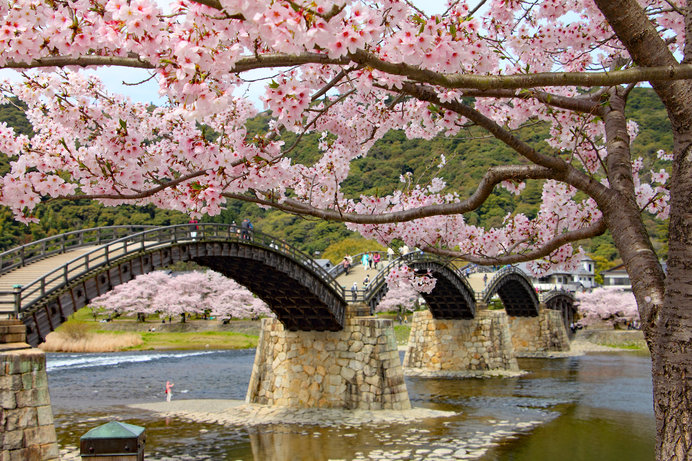 日本の名所　桜と錦帯橋