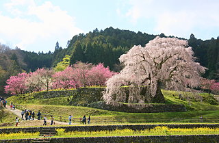 2020年の桜に逢いたい♪ 近畿地方のさくら名所3選