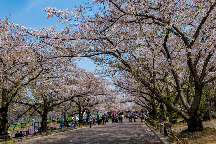 年の桜に逢いたい 近畿地方のさくら名所3選 Tenki Jpサプリ 年03月09日 日本気象協会 Tenki Jp