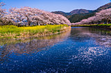 2020年の桜に逢いたい♪ 東海地方のさくら名所４選