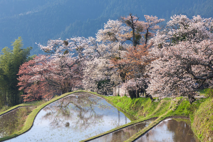 年の桜に逢いたい 東海地方のさくら名所４選 Tenki Jpサプリ 年03月10日 日本気象協会 Tenki Jp