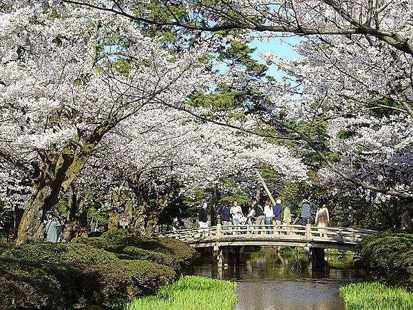 金沢の兼六園に名桜あり　～「兼六園菊桜」は奇跡の2代目～