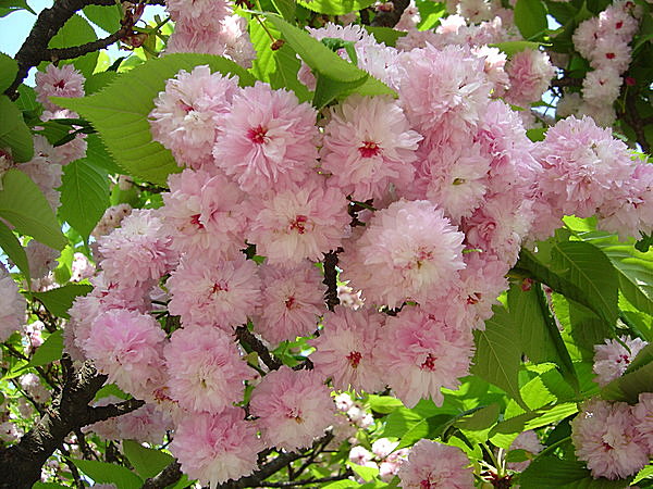 「兼六園菊桜」は、日本で最も花弁の多い、珍しい品種　　写真提供：石川県